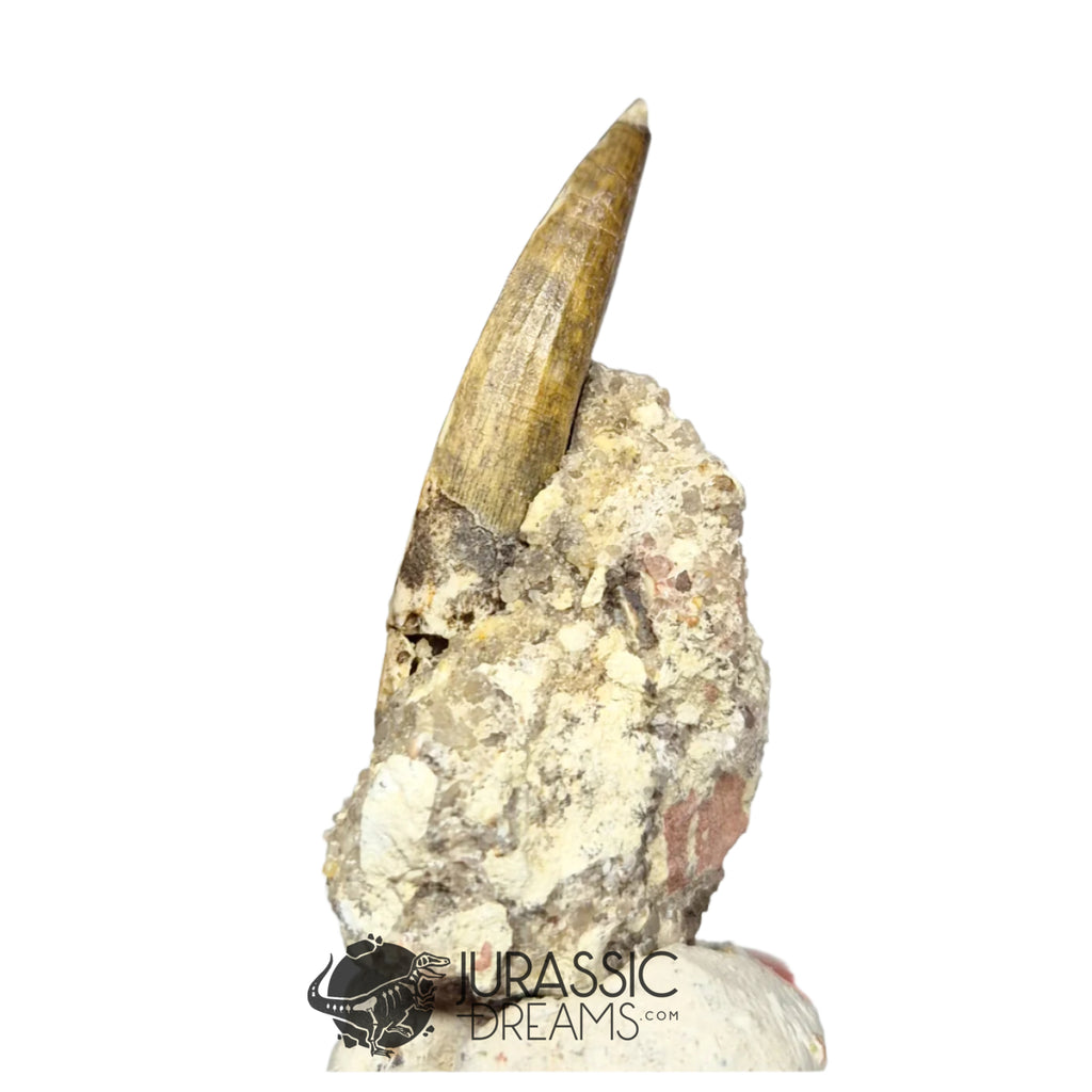 20143 - Nicely Preserved Suchomimus tenerensis Dinosaur Tooth in Natural Matrix IN CATAWIKI AUCTION NOW