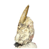 20143 - Nicely Preserved Suchomimus tenerensis Dinosaur Tooth in Natural Matrix IN CATAWIKI AUCTION NOW