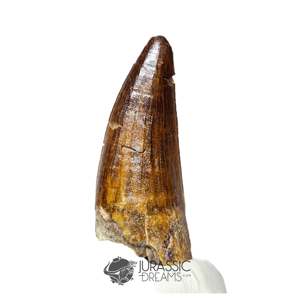 20181 - Large Partial Suchomimus tenerensis Spinosaurid Dinosaur Tooth IN CATAWIKI AUCTION NOW