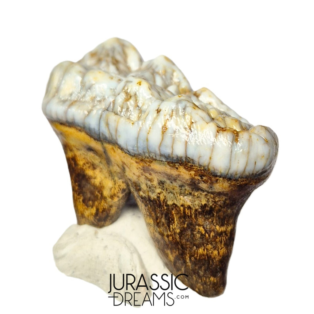 S306 - Gem Grade Huge Ice Age Cave Bear (Ursus spelaeus) Upper Molar Tooth (M2) - Pleistocene