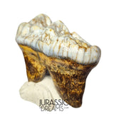 S306 - Gem Grade Huge Ice Age Cave Bear (Ursus spelaeus) Upper Molar Tooth (M2) - Pleistocene