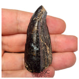 S500 - Top Huge Eusauropoda cf. Jobaria Sauropod Dinosaur Tooth - Jurassic Tiouraren Fm