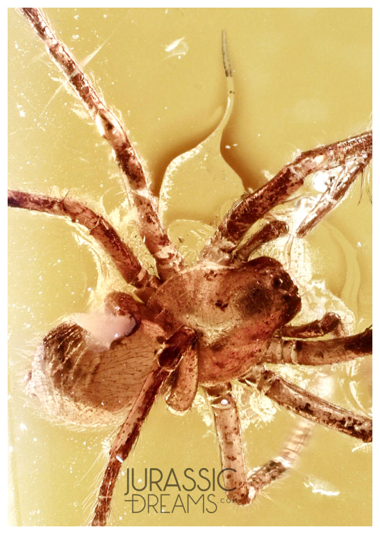 J14 - SPIDER Araneae Fossil Inclusion Genuine BALTIC AMBER + HQ Picture
