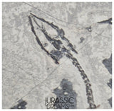 S230 - Nicely Preserved Keichousaurus hui Early Triassic Marine Reptile