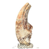 S479 - Top Rare Killer Alvarezsaurid Theropod Dinosaur Manus Claw - Lower Cretaceous Elrhaz Fm