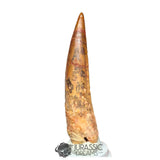 20207 - Nicely Preserved Large Spinosaurus aegyptiacus Dinosaur Tooth IN CATAWIKI AUCTION NOW