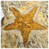 S83 - Nicely Preserved Petraster Ordovician Starfish Tiouririne Formation