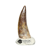 20500- Nicely Preserved Suchomimus tenerensis Dinosaur Tooth