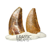 S199 - Set of 2 Nice Rare Kryptops palaios Abelisaurid Theropod Dinosaur Teeth - Elrhaz Fm