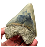 J568 - Gem Grade Killer Blue Megalodon Tooth from Rare Indonesia Location