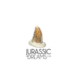 S221 - Exceedingly Rare Zapsalis abradens (Dromaeosaurid Raptor Theropod) Dinosaur Tooth - Judith River Fm