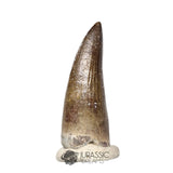 20437- Nicely Preserved Suchomimus tenerensis Dinosaur Tooth IN CATAWIKI AUCTION NOW