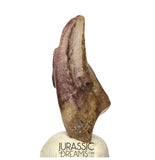 J278 - Top Rare Killer Unidentified Theropod Dinosaur Claw - Lower Cretaceous Elrhaz Fm