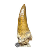 20029 - Nicely Preserved Large Suchomimus tenerensis Dinosaur Tooth