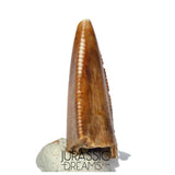 S142 - Top Rare Majungasaurus crenatissimus Abelisaurid Dinosaur PREMAXILLARY Tooth
