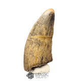 20456 - Nicely Preserved Afrovenator abakensis Megalosaurid Dinosaur Tooth IN CATAWIKI AUCTION NOW