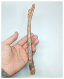 1140 - Museum Grade Unidentified Pterosaur Femur Bone Cretaceous KemKem