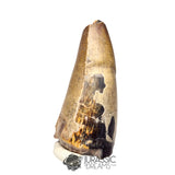 20449 - Huge Sarcosuchus imperator Crocodile Tooth - Lower Cretaceous Elrhaz Fm IN CATAWIKI AUCTION NOW