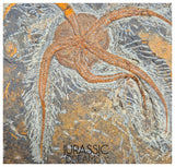 S269 - Huge Nicely Preserved Ordovician Aged Brittle Star (Ophiura sp)