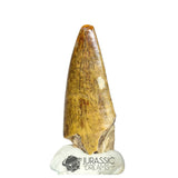 20300 - Nicely Preserved Afrovenator abakensis Megalosaurid Dinosaur Tooth IN CATAWIKI AUCTION NOW