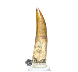 20028 - Nicely Preserved Large Suchomimus tenerensis Dinosaur Tooth IN CATAWIKI AUCTION NOW