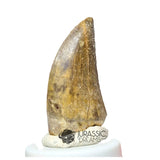 20046- Nicely Preserved Afrovenator abakensis Megalosaurid Dinosaur Tooth Jurassic Tiouraren Fm