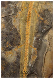 J567 - Museum Grade Rare Jeholotriton paradoxus - Primitive Jurassic Salamander - Daohugou Beds