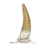 S80 - Nicely Preserved Suchomimus tenerensis Spinosaurid Dinosaur Tooth