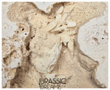 J381 - Finest Quality Fossil Crab (Potamon) Preserved in Travertine - Turkey Location