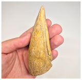 1498 - Museum Grade Spinosaurus aegyptiacus Dinosaur Complete Toe Finger with Claw- KemKem Beds