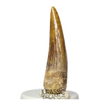 S350 - Gem Grade Suchomimus tenerensis Spinosaurid Dinosaur Tooth - Cretaceous Elrhaz Fm