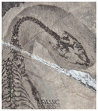 S181 - Top Well Preserved Keichousaurus hui Early Triassic Marine Reptile