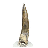 S65 - Finest Quality Suchomimus tenerensis Spinosaurid Dinosaur Tooth