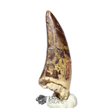 20047- Nicely Preserved Afrovenator abakensis Megalosaurid Dinosaur Tooth Jurassic Tiouraren Fm IN CATAWIKI AUCTION NOW