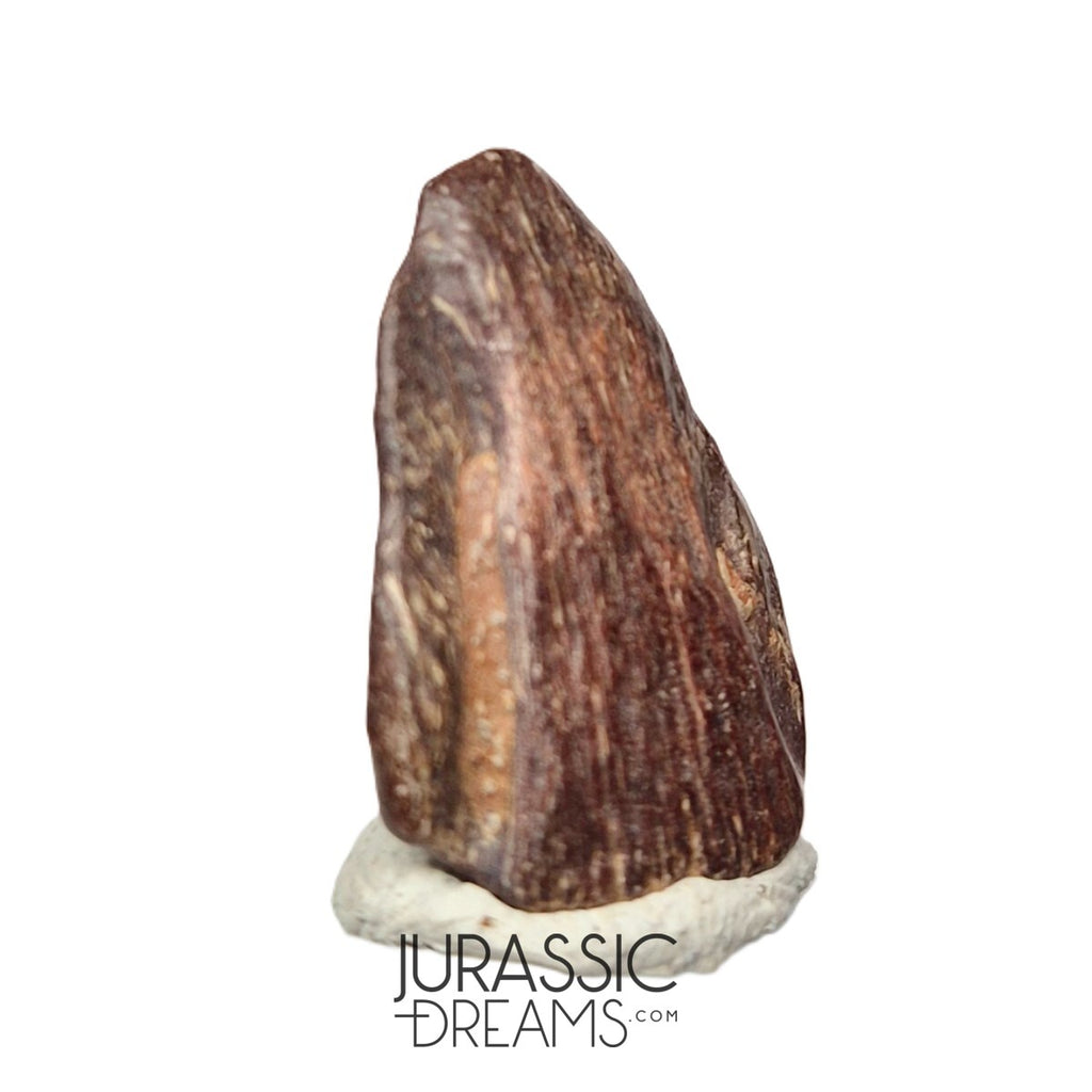 J120 - Exceedingly Rare Unidentified Basal Iguanodontian Dinosaur Ungual Claw