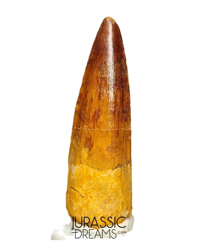 S293 - Nicely Preserved Spinosaurus aegyptiacus Dinosaur Tooth - Red Sanstone Beds