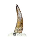 20185 - Nicely Preserved Large Suchomimus tenerensis Dinosaur Tooth IN CATAWIKI AUCTION NOW