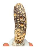 S423 - Rare Agatized Fossil Cycadophyte Seed Cone - Late Eocene from Occidental Sahara - (signs of insect predation)