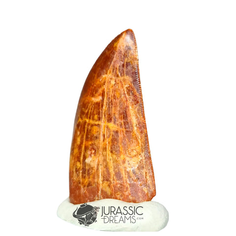 20323 - Nicely Preserved Carcharodontosaurus saharicus Dinosaur Tooth IN CATAWIKI AUCTION NOW