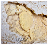 J183 - Huge Fossil Crab (Potamon) Preserved in Travertine - Turkey Location