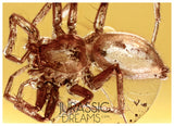 J31 - Nice SPIDER Araneae Fossil Inclusion Genuine BALTIC AMBER + HQ Picture