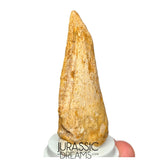 J516 - Nicely Preserved Spinosaurus aegyptiacus Dinosaur Foot Claw - Red Sanstone Beds