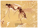 J19 - 2 Rare DAGGER FLIES Brachystomatidae & More Fossil Inclusion Genuine BALTIC AMBER + HQ Picture