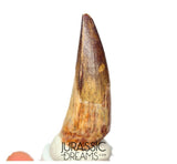 S189 - Nicely Preserved Sarcosuchus imperator Crocodile Tooth - Lower Cretaceous Elrhaz Fm
