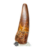 20168 - Finest Grade Spinosaurus aegyptiacus Dinosaur Tooth - Cretaceous KemKem Beds IN CATAWIKI AUCTION NOW