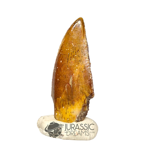 20414 - Nicely Preserved Kryptops palaios Abelisaurid Theropod Dinosaur Tooth IN CATAWIKI AUCTION NOW