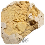 J85 - Top Fossil Crab (Potamon) Preserved in Travertine - Turkey Location