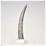 1566 - Top Rare Ornithocheirid Pterosaur Tooth - Lower Cretaceous - Elrhaz Fm