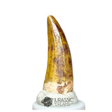 20183 - Gem Grade Suchomimus tenerensis Dinosaur Tooth - Cretaceous Elrhaz Fm IN CATAWIKI AUCTION NOW