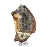 S504 - Top Huge Ouranosaurus nigeriensis Basal Hadrosaurid Dinosaur Tooth - Cretaceous Elrhaz Fm